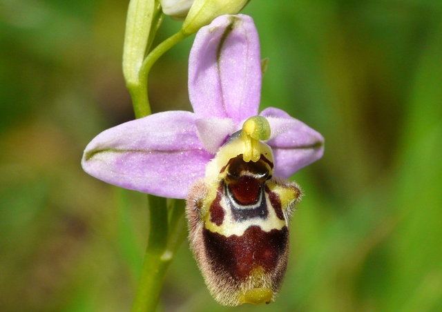 Le orchidee degli Dei: 8 giorni nel Peloponneso, marzo 2014.